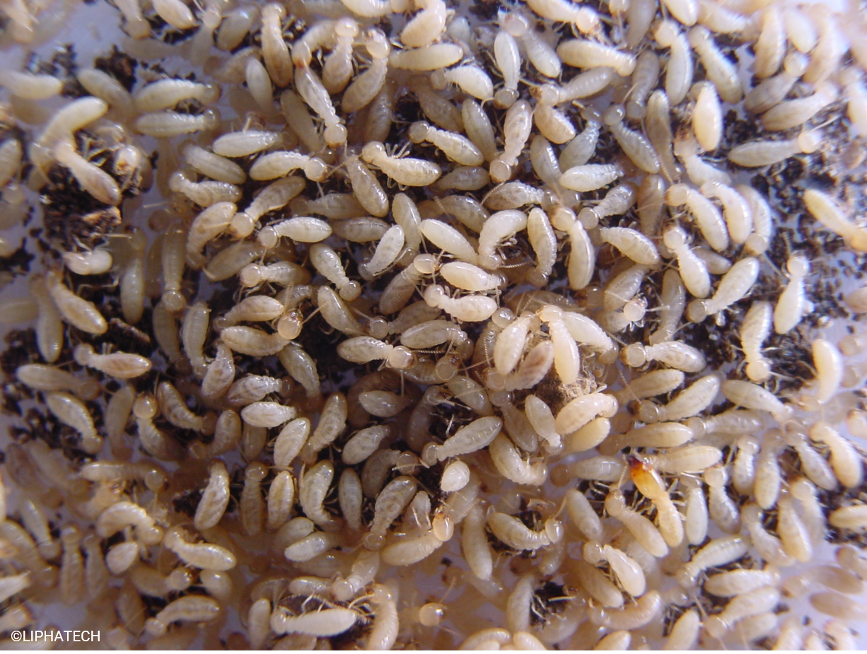 Photo B.Lamolie, Bordeaux, Libourne, Créon, Saint André de Cubzac, Arcachon, Sauveterre de Guyenne, Rauzan, Langon, Andernos, Lège Cap Ferret