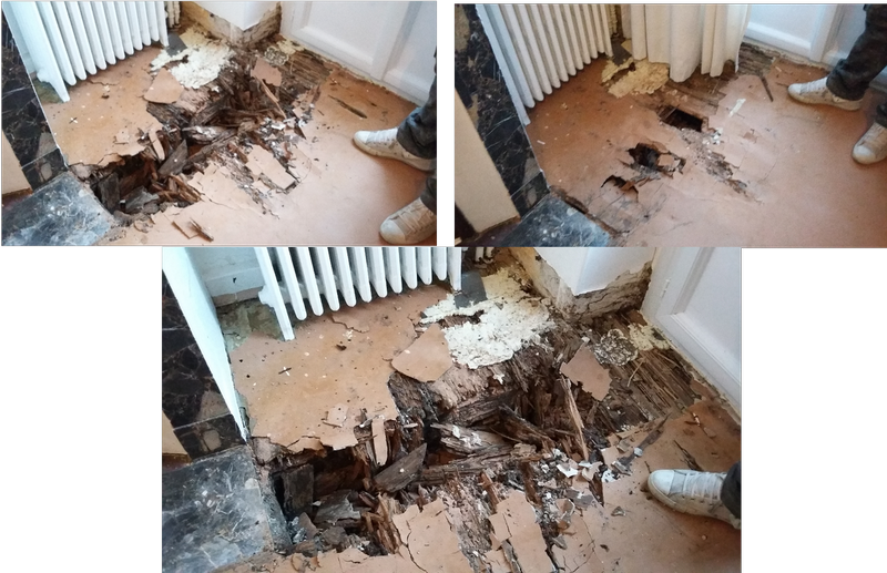 Photo B.Lamolie : dégât par termites