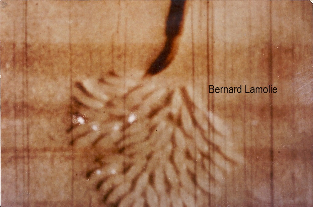 Œufs et larve de capricorne