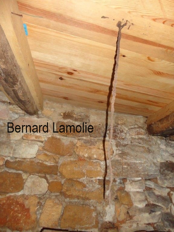 Stalactite formée par des termites