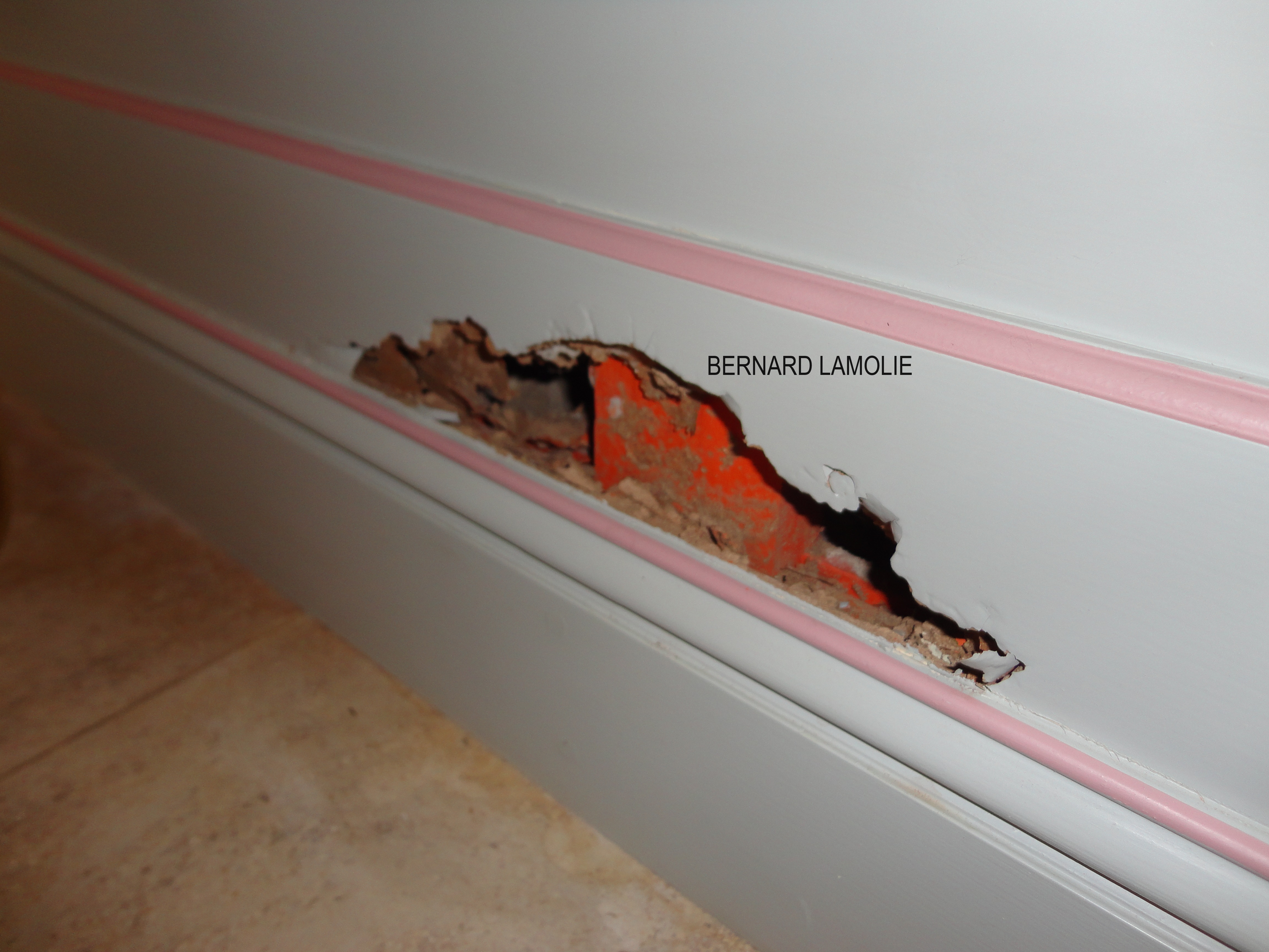 Dégâts causés par les termites sur bois